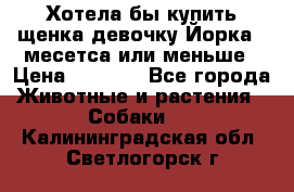 Хотела бы купить щенка девочку Йорка 2 месетса или меньше › Цена ­ 5 000 - Все города Животные и растения » Собаки   . Калининградская обл.,Светлогорск г.